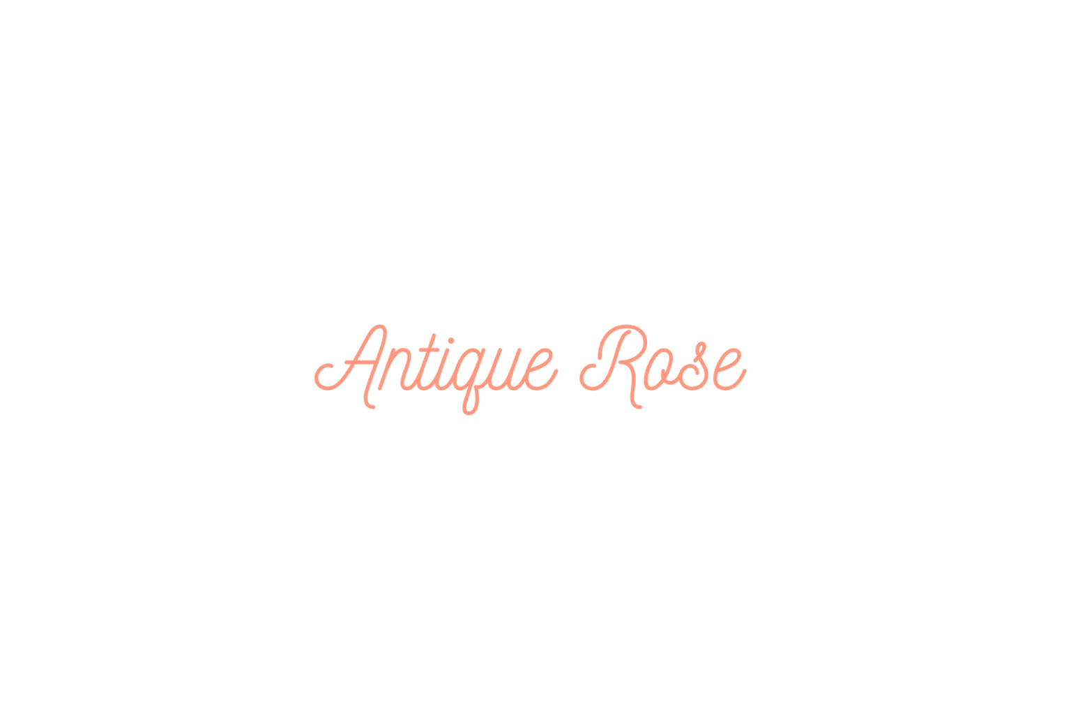 Antique Rose Antique Rose
